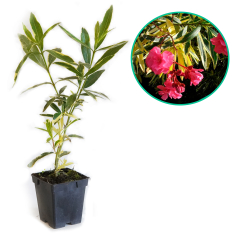 Oleandr 'Pstrokaty' (variegata)