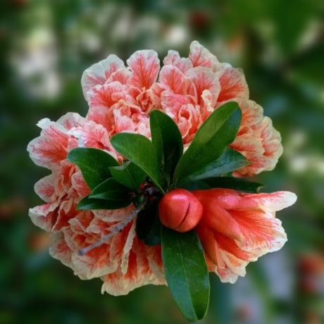 Granat Pleniflora - Zdjęcie №1