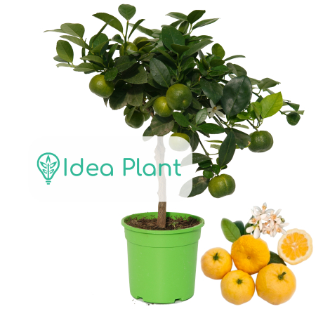 Limonka Pursha - Premium w ozdobnej doniczce C1.5 - Zdjęcie №1