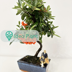 Bonsai Pyracantha (7 lat) doniczka 15 cm / wysokość rośliny 30 cm