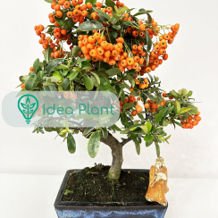 Bonsai Pyracantha (9 lat) doniczka 20 cm / wysokość rośliny 30 cm