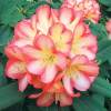 Różanecznik Robert de Belder (rhododendron) : zmniejszona - Zdjęcie №2