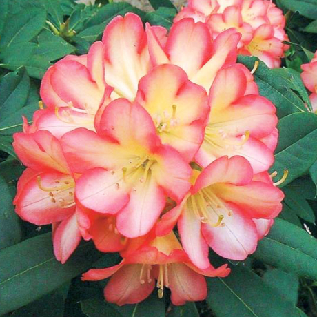 Różanecznik Robert de Belder (rhododendron) - Zdjęcie №2