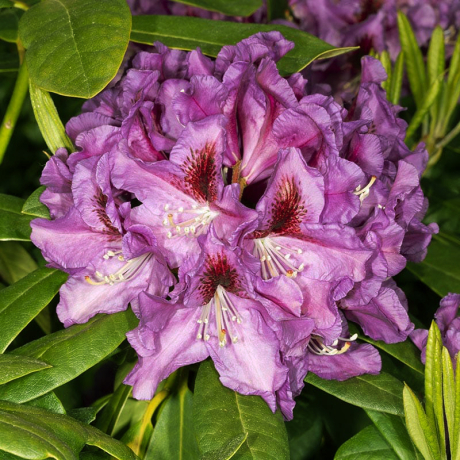 Różanecznik Rasputin (rhododendron) C2 h 30-50 cm - Zdjęcie №1