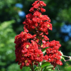 Lagerstroemia indica Red Rocket : zmniejszona - Zdjęcie №1