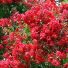 Lagerstroemia indica Red Rocket : zmniejszona - Zdjęcie №2
