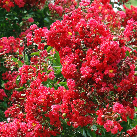 Lagerstroemia indica Red Rocket - Zdjęcie №2