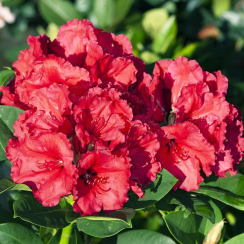 Różanecznik Red Jack (rhododendron) C2 h 30-50 cm