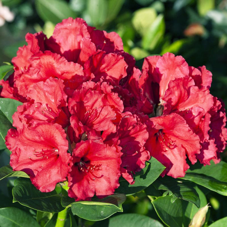 Różanecznik Red Jack (rhododendron) C2 h 30-50 cm - Zdjęcie №1