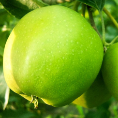 Jabłoń Golden Reinders Delicious (późny okres dojrzewania)