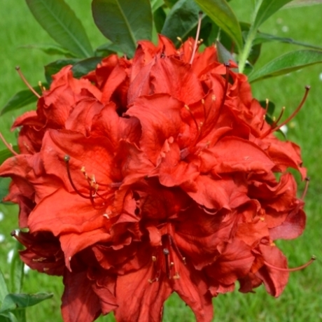 Azalia wielkokwiatowa Doloroso C2 h 30-65 cm - Zdjęcie №1