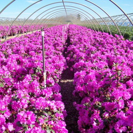 Różanecznik P.J.M. Elite (rhododendron) C2 h 30-50 cm - Zdjęcie №3