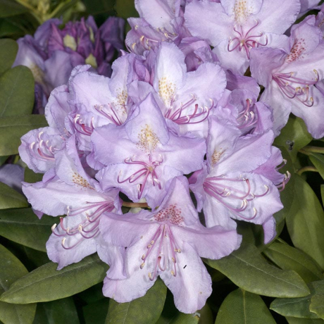 Rózanecznik Catawbiense Grandiflorum - Zdjęcie №1