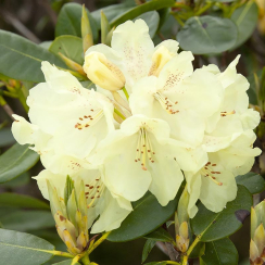 Różanecznik Goldkrone (rhododendron) C2 h 30-50 cm