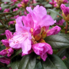 Różanecznik P.J.M. Elite (rhododendron) C2 h 30-50 cm : zmniejszona - Zdjęcie №1