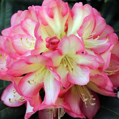 Różanecznik Robert de Belder (rhododendron) - Zdjęcie №1