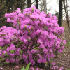 Różanecznik P.J.M. Elite (rhododendron) C2 h 30-50 cm : zmniejszona - Zdjęcie №2