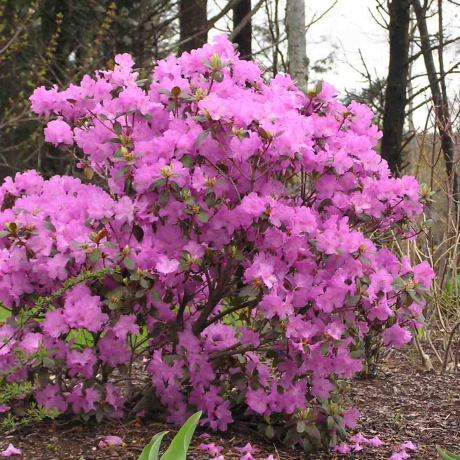 Różanecznik P.J.M. Elite (rhododendron) C2 h 30-50 cm - Zdjęcie №2