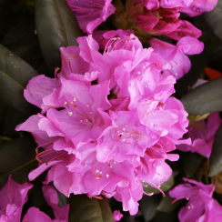Różanecznik Roseum Elegans (rhododendron) C2 h 30-50 cm