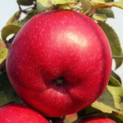 Jabłoń Rubinstar (średni okres dojrzewania)