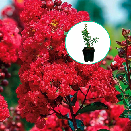 Lagerstroemia indica Magnifica Rubra (C2 h 20-35 cm) - Zdjęcie №1