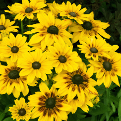 Rudbeckia 'Sunbeckia® Alicja' (doniczka C5)