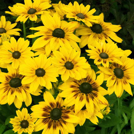 Rudbeckia 'Sunbeckia® Alicja' (doniczka C5) - Zdjęcie №1