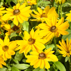 Rudbeckia 'Sunbeckia® Victoria' (doniczka C5)