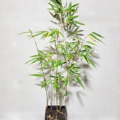 Fargezja rdzawa (Fargesia Rufa)