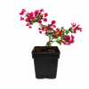 Lagerstroemia indica With Love® Girl Rose (karłowa) (C2 h 20-35 cm) : zmniejszona - Zdjęcie №5
