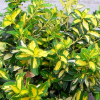 Trzmielina fortune'a Sunspot (euonymus fortunei) : zmniejszona - Zdjęcie №1