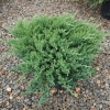 Jałowiec chiński Sargenta (Juniperus chinensis) : zmniejszona - Zdjęcie №2