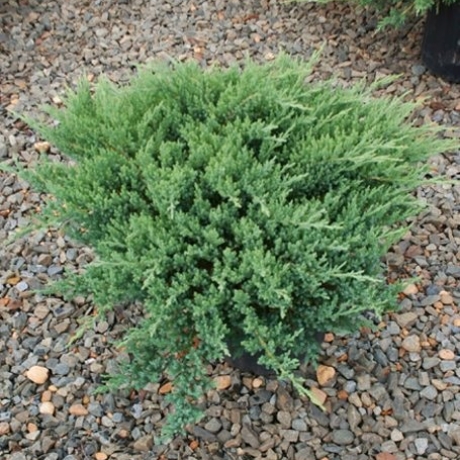 Jałowiec chiński Sargenta (Juniperus chinensis) - Zdjęcie №2