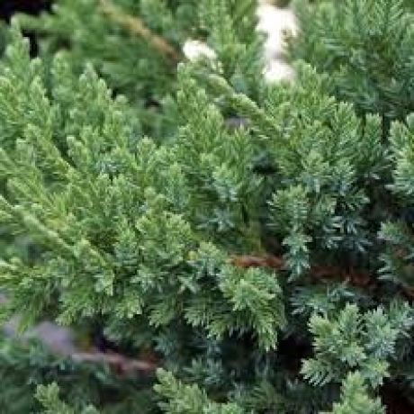 Jałowiec chiński Sargenta (Juniperus chinensis) - Zdjęcie №3