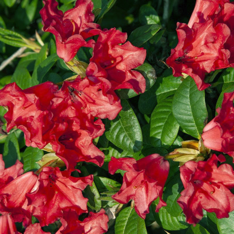 Różanecznik Scarlet Wonder (rhododendron) C2 h 30-50 cm - Zdjęcie №1
