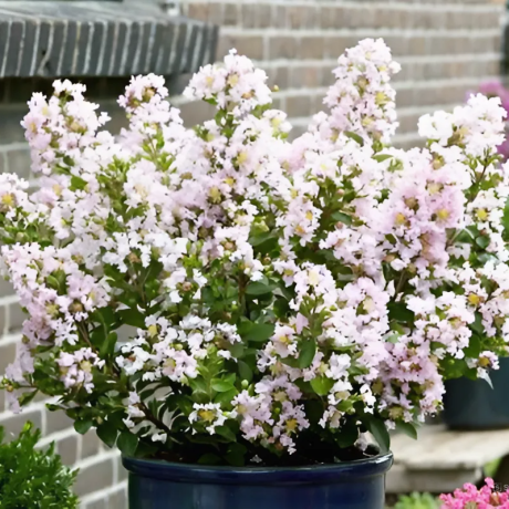 Lagerstroemia indica With Love® Babe Milaperl (karłowa) - Zdjęcie №2