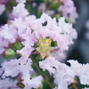 Lagerstroemia indica With Love® Babe Milaperl (karłowa) : zmniejszona - Zdjęcie №1