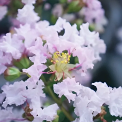 Lagerstroemia indica With Love® Babe Milaperl (karłowa)