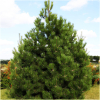 Sosna czarna Austriacka (Pinus nigra austriaca) : zmniejszona - Zdjęcie №1