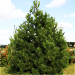 Sosna czarna Austriacka (Pinus nigra austriaca)