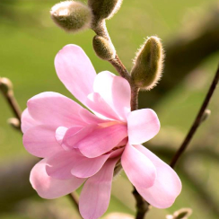 Magnolia stellata Rosea