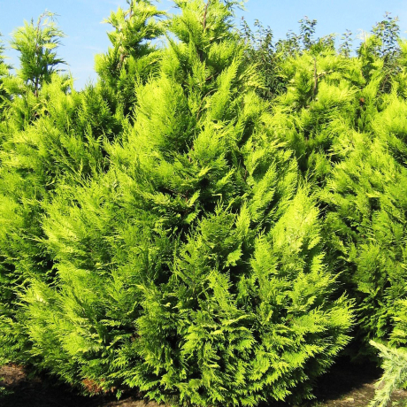 Cyprysik lawsona Stardust (Chamaecyparis lawsoniana) - Zdjęcie №2