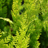 Cyprysik lawsona Stardust (Chamaecyparis lawsoniana) : zmniejszona - Zdjęcie №1