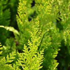 Cyprysik lawsona Stardust (Chamaecyparis lawsoniana)