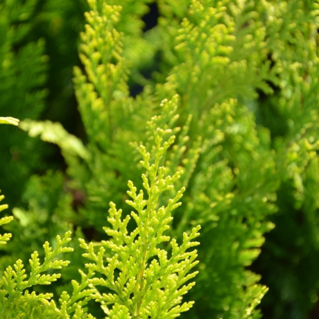 Cyprysik lawsona Stardust (Chamaecyparis lawsoniana) - Zdjęcie №1