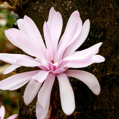 Magnolia stellata Rosea - Zdjęcie №2