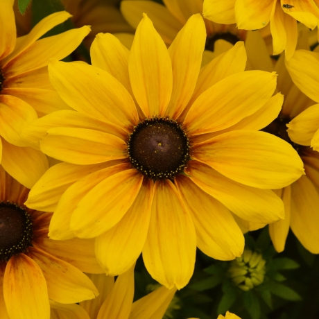 Rudbeckia 'Sunbeckia® Carolina' (doniczka C5) - Zdjęcie №1