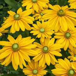 Rudbeckia 'Sunbeckia® Ophelia' (doniczka C5)