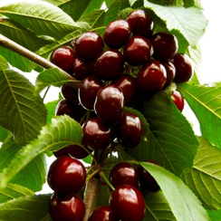 Czereśnia Sweetheart (średni okres dojrzewania)