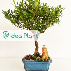 Bonsai Syzigium (6 lat) doniczka 12 cm / wysokość rośliny 20 cm